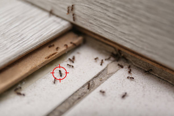 Best Affordable Pest Control Services  in Huntingtown, MD