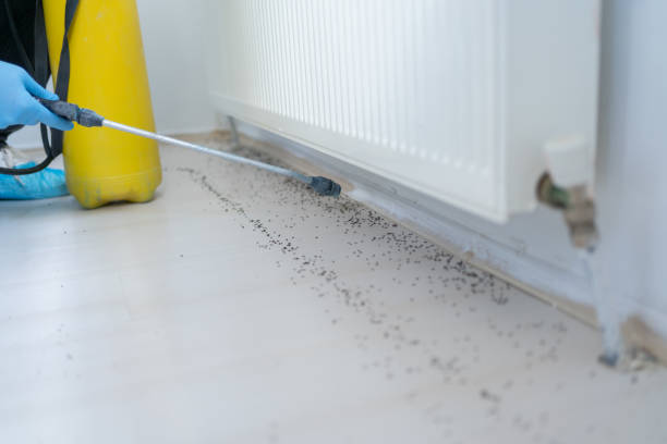 Best Affordable Pest Control Services  in Huntingtown, MD